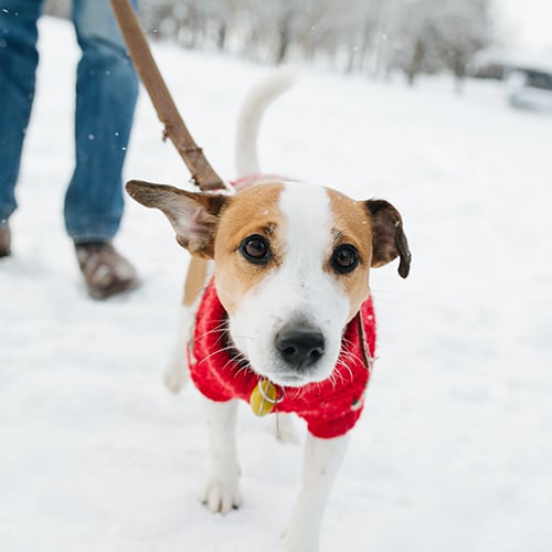 AdobeStock_462157765 copy